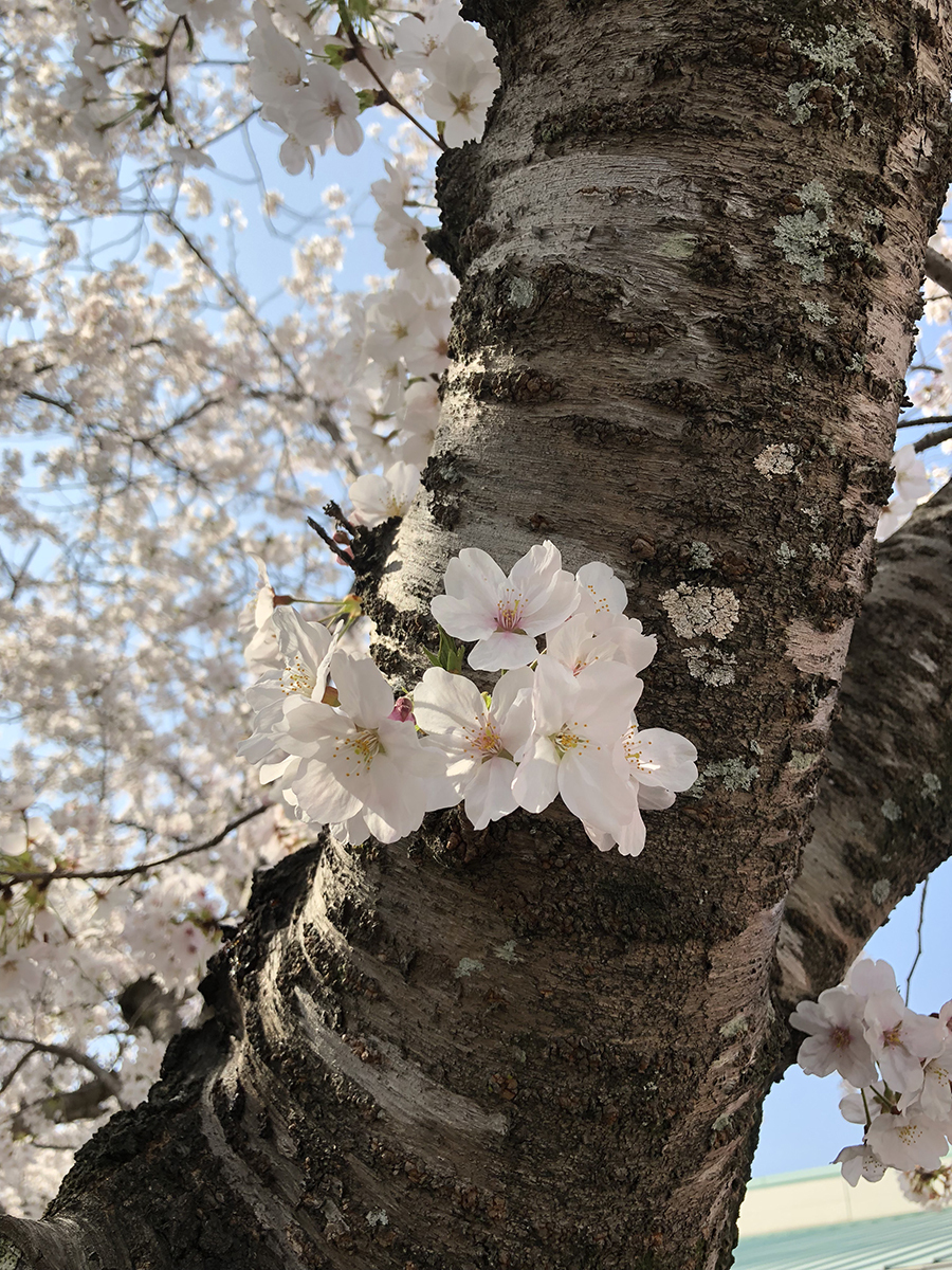 いしまつ歯科クリニックp1