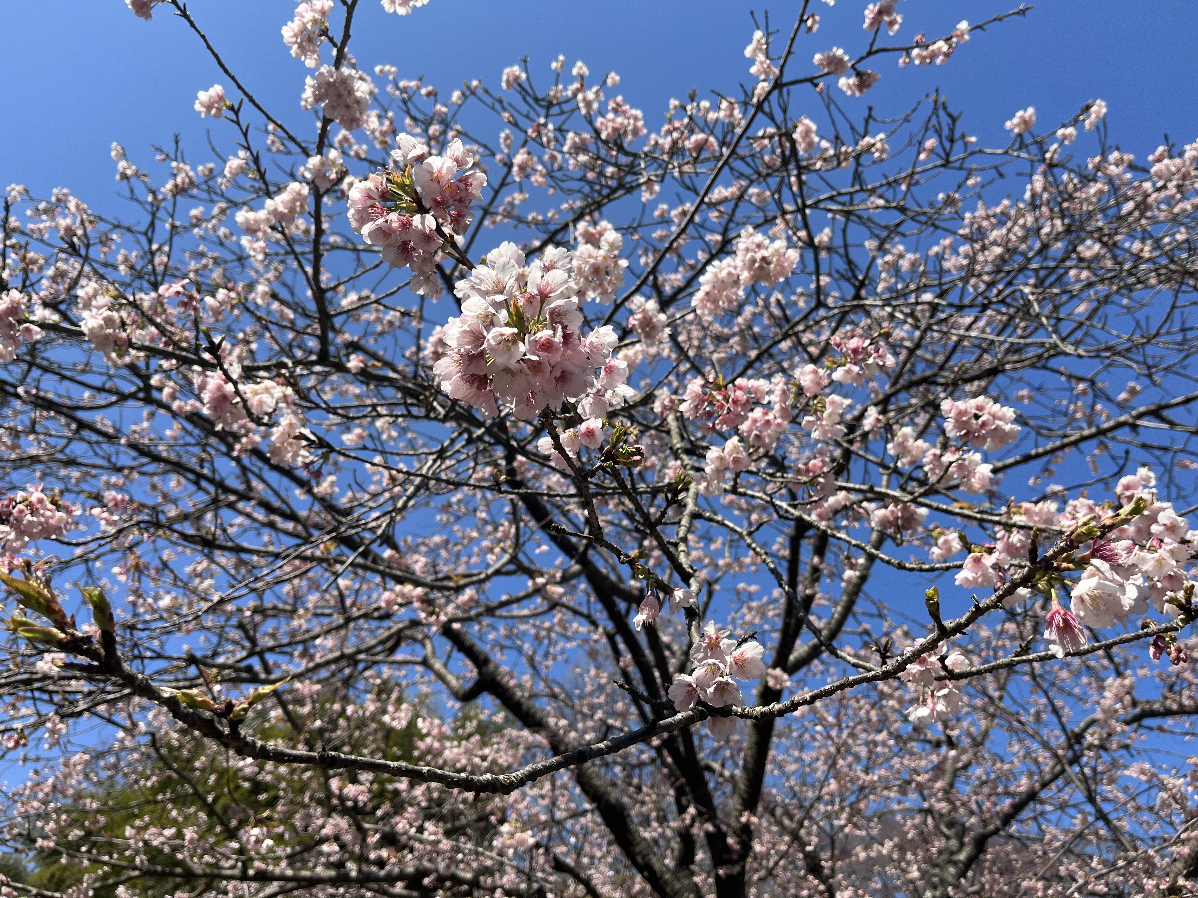 IMG_5793 - いしまつ歯科クリニック