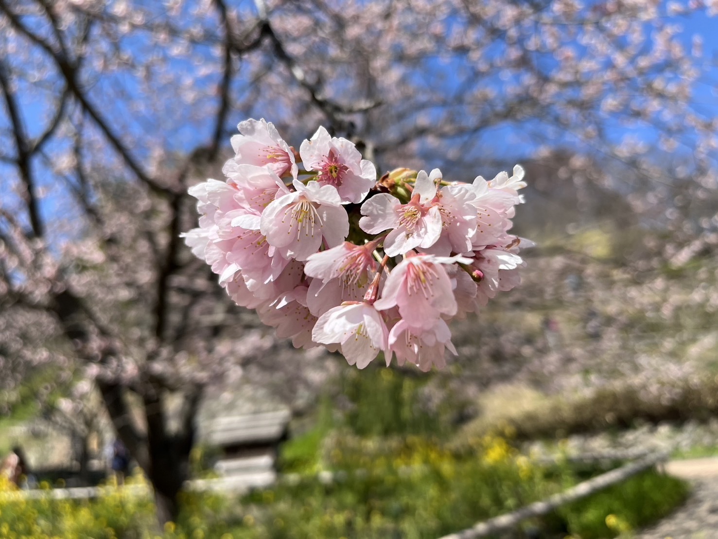 IMG_5814 - いしまつ歯科クリニック